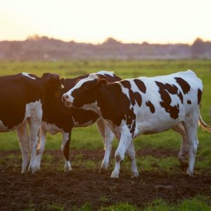 agriculture-animal-animal-photography-blur-422218