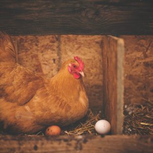 brown-hen-near-white-egg-on-nest-195226